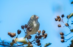 小黄雀（十六）