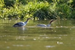 中华秋沙鸭（56）