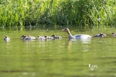 中华秋沙鸭（56）