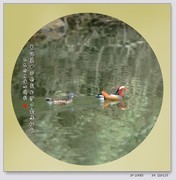 奥林巴斯SP-100E再拍小鸟