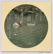 奥林巴斯SP-100E再拍小鸟