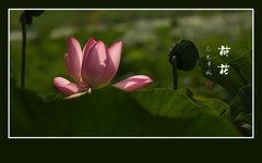 圣洁艳丽的荷花