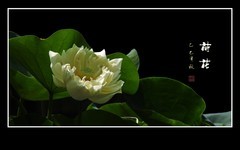 圣洁艳丽的荷花