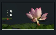 圣洁艳丽的荷花