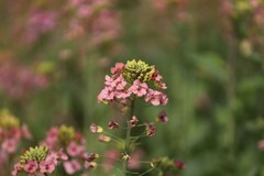农大多彩油菜花试验田