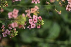 农大多彩油菜花试验田