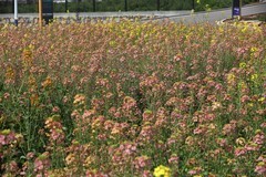 农大多彩油菜花试验田
