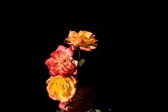 2026花卉植物赏析【2】