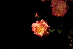 2026花卉植物赏析【2】