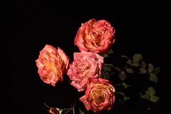 2026花卉植物赏析【2】