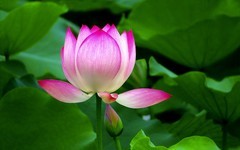 [26174] 荔湾湖的荷花（2）