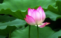 [26174] 荔湾湖的荷花（2）