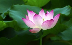 [26174] 荔湾湖的荷花（2）