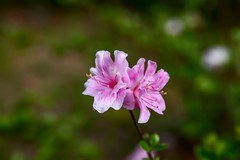 杜鹃花