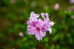 杜鹃花