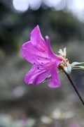 杜鹃花