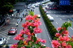 花城廣州之 天橋