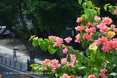 花城廣州之 天橋