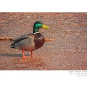 绿头鸭