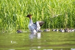 中华秋沙鸭（45）