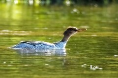 中华秋沙鸭（45）