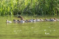 中华秋沙鸭（45）