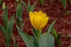 植物园拍郁金香 4