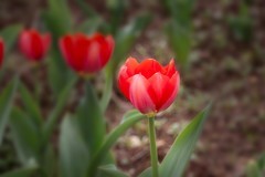 植物园拍郁金香 4