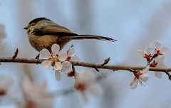 枝头知信早  花鸟共清芳