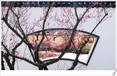 梅园二月，红梅报春。