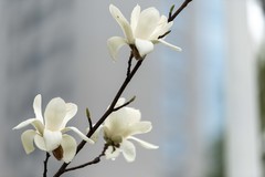 庐州印象（620）