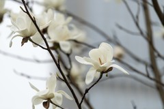 庐州印象（620）