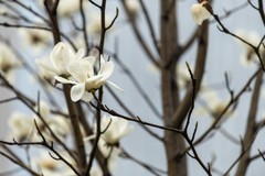 庐州印象（620）