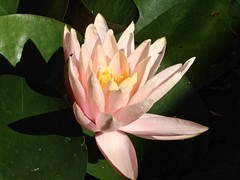 拍摄睡莲一2