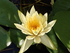拍摄睡莲一2