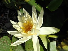 拍摄睡莲一2