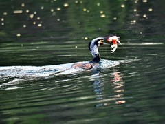 【视觉光影】明 湖 鸬 鹚 （9）