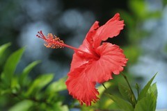 拍摄花卉一（816）