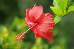 拍摄花卉一（816）