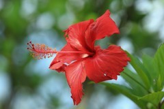 拍摄花卉一（816）