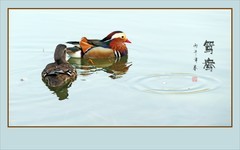 鸳鸯双双嬉春水，情鸟对对逐清波