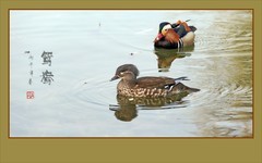鸳鸯双双嬉春水，情鸟对对逐清波