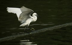 [26084] 麓湖的白鹭