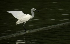 [26084] 麓湖的白鹭