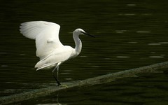 [26084] 麓湖的白鹭