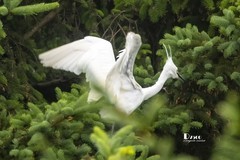 鹜岛里的白鹭（99）