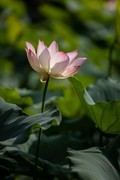 亚艺公园荷花-3
