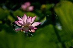 亚艺公园荷花-3