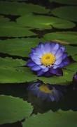睡莲花开