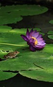 睡莲花开
